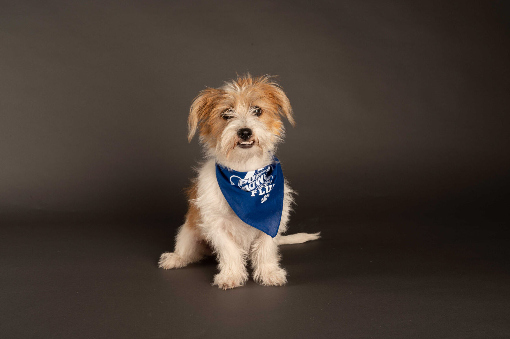 PUPPY BOWL XVII